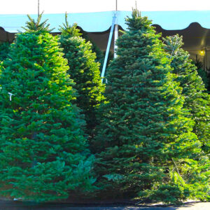 Newport-Dunes-Christmas-Tree-Lot