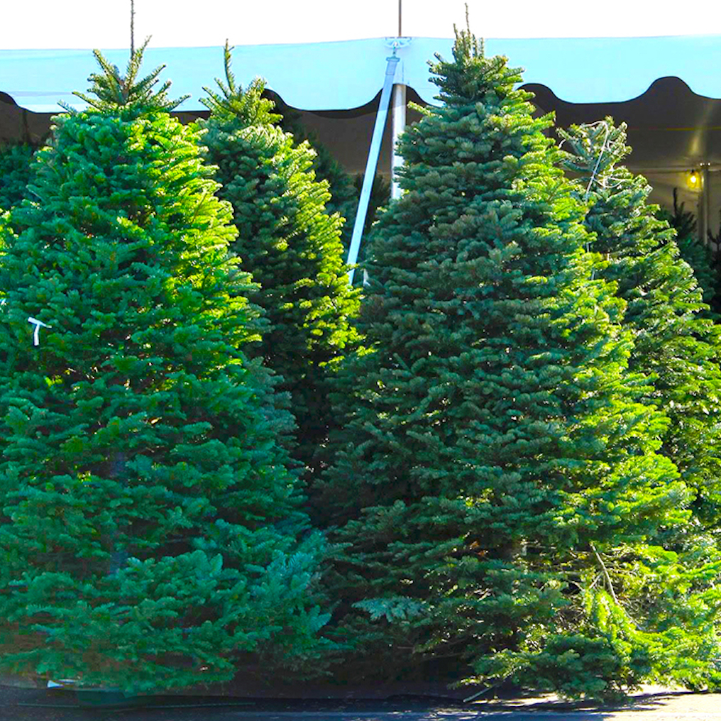 High quality, Fresh-cut Christmas Trees at our seasonal tree lot