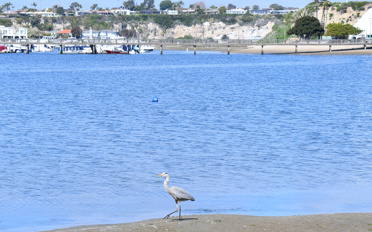 wildlife unaffected at newport dunes