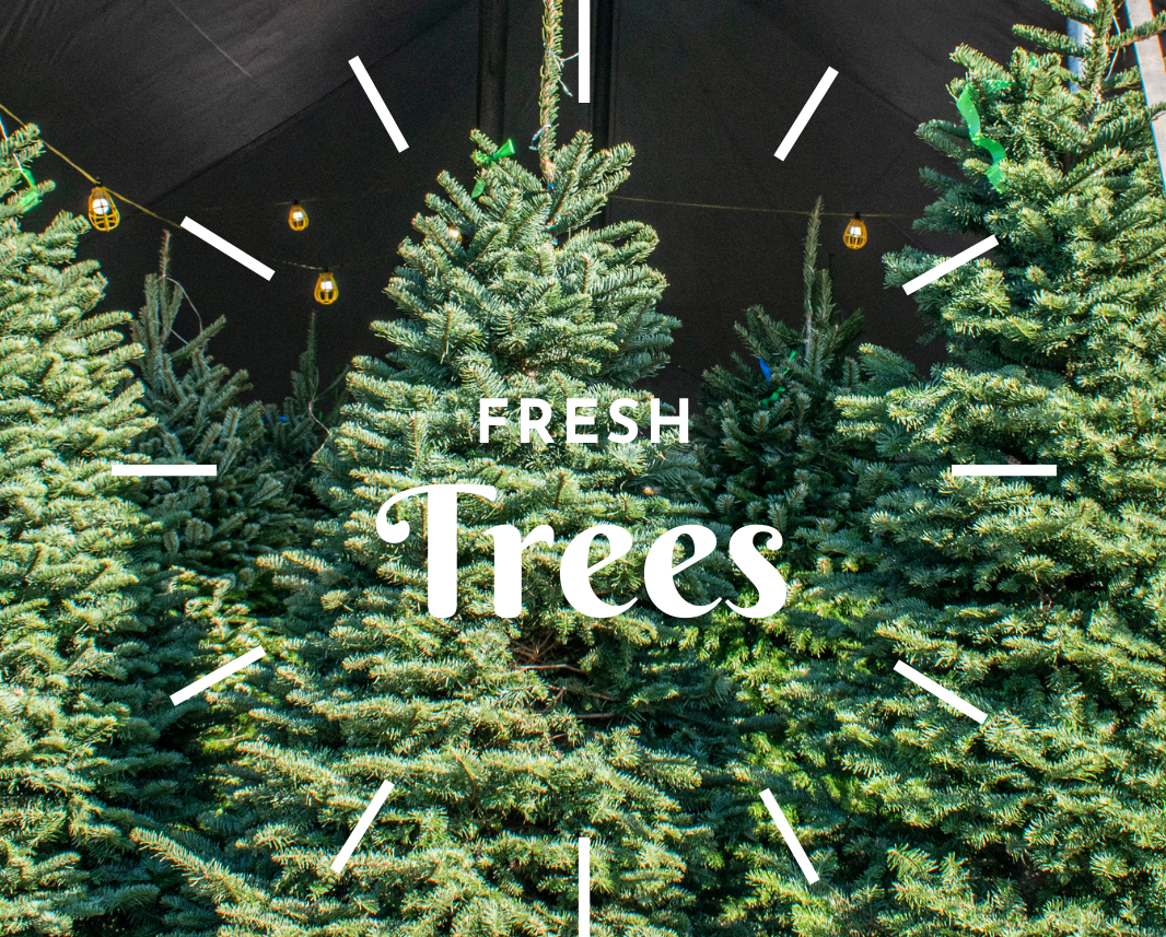 Fresh Trees