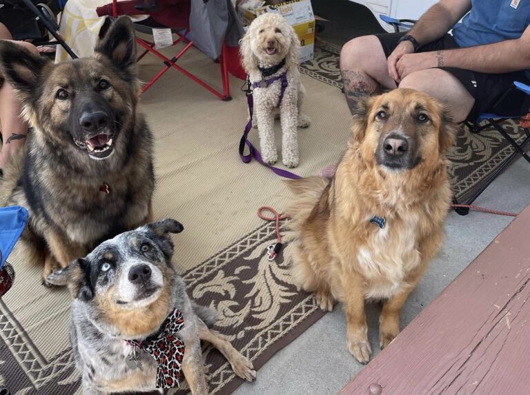 dogs enjoying rving at Newport Dunes