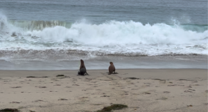 sea lion release