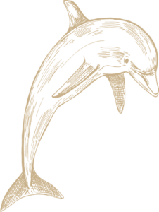 dolphin-illustraton
