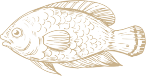 fish illustration