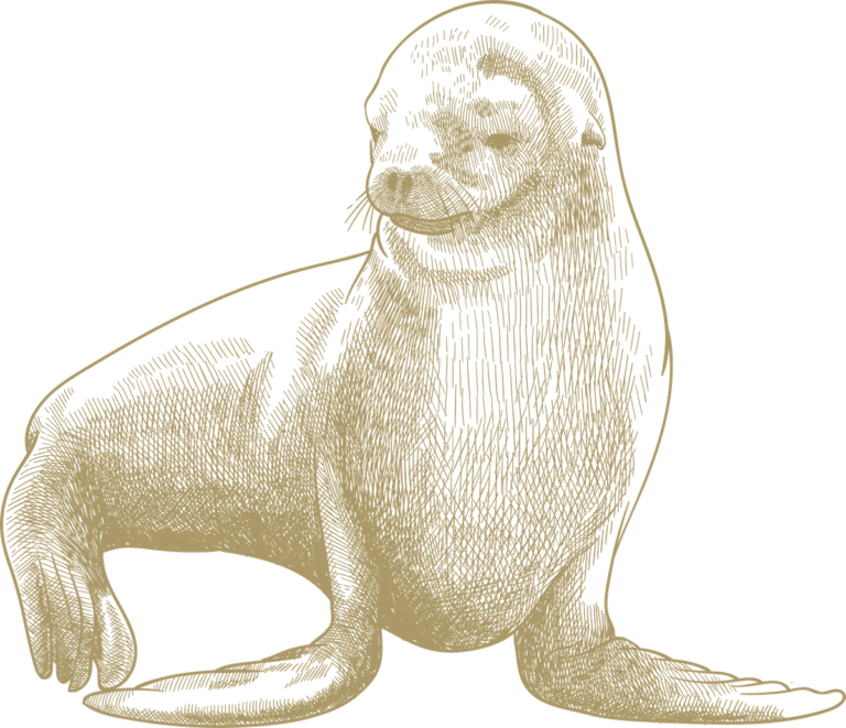 Sea Lion illustration