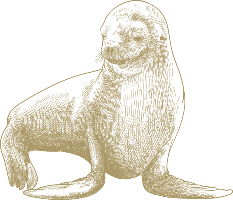 Sea Lion illustration