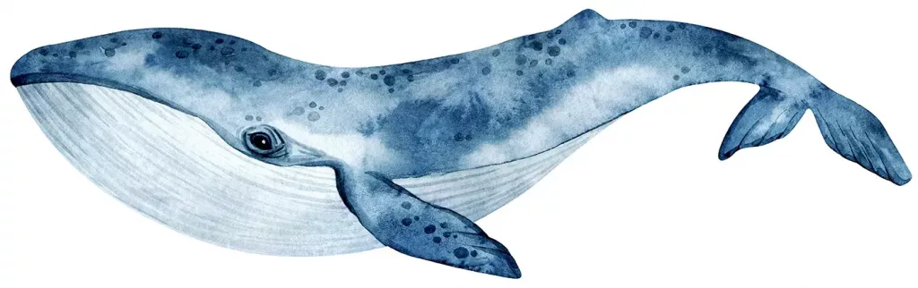 illustration of a blue whale