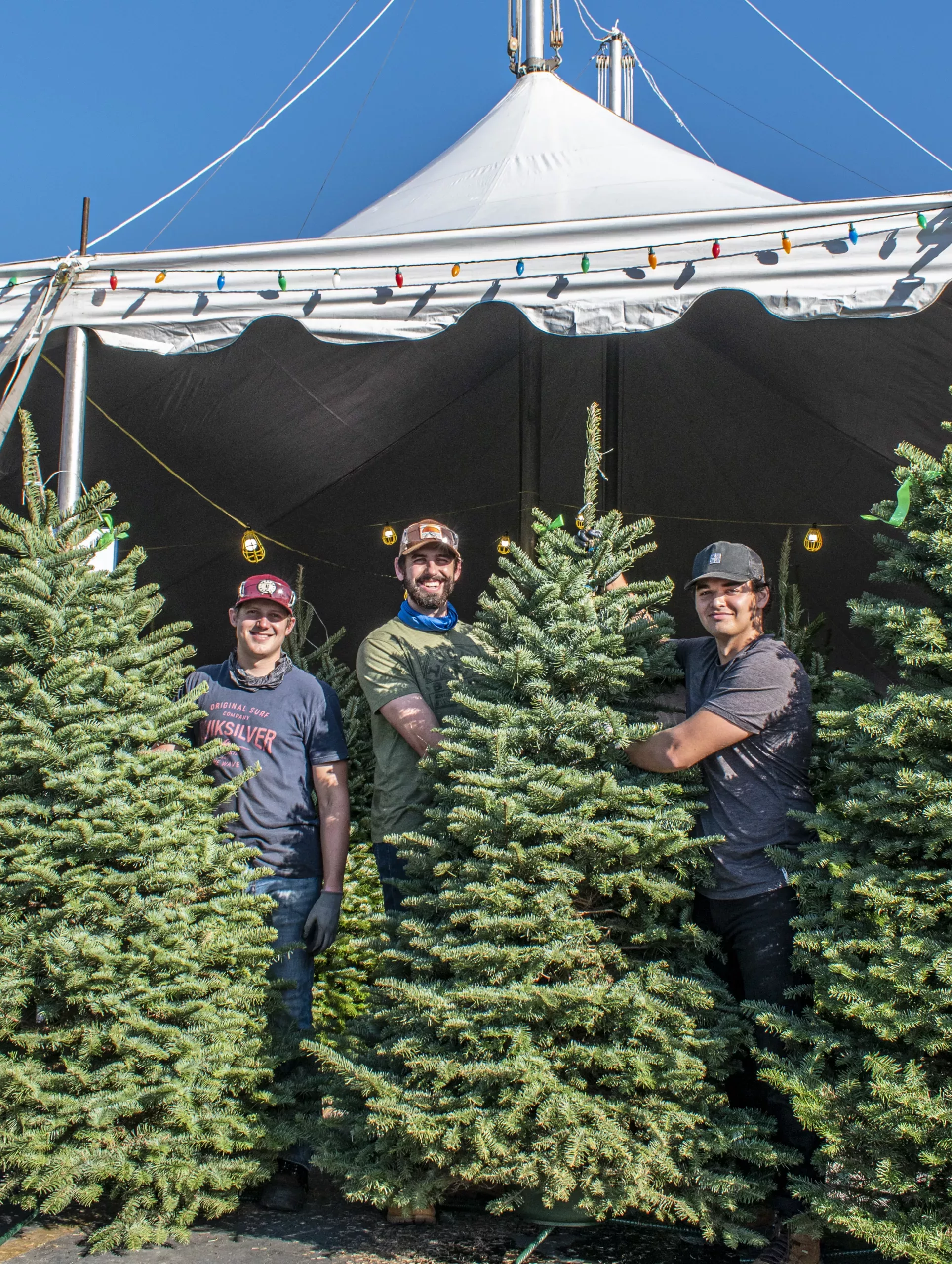 select from fresh trees from Oregon